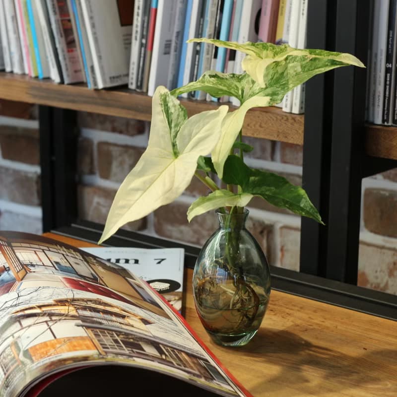水培植栽│大理石合果芋_室內植物 辦公室盆栽 植栽盆栽 水耕植物