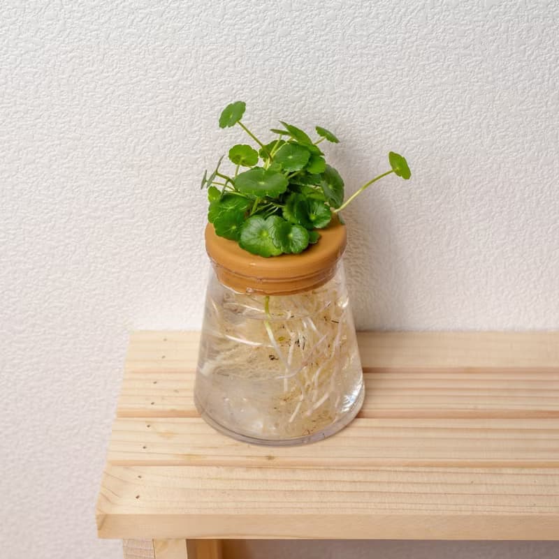 錢幣草 三角水耕盆栽 室內植物 觀葉植物 禮物 水培