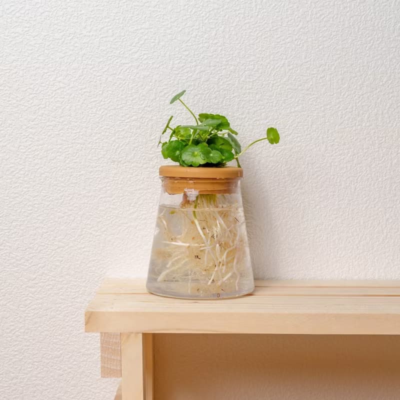 錢幣草 三角水耕盆栽 室內植物 觀葉植物 禮物 水培
