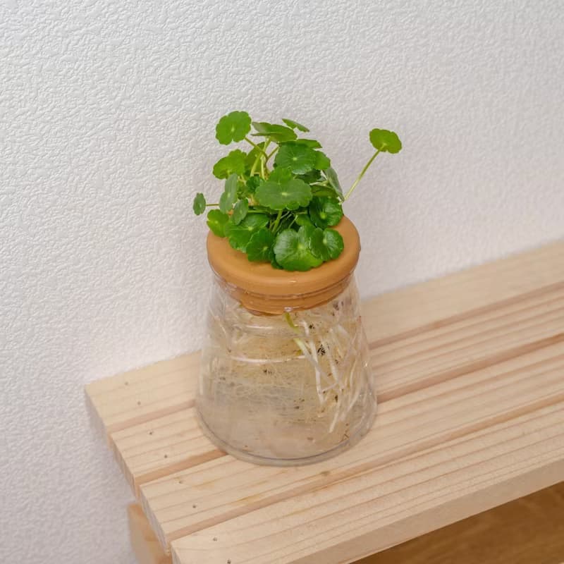 錢幣草 三角水耕盆栽 室內植物 觀葉植物 禮物 水培