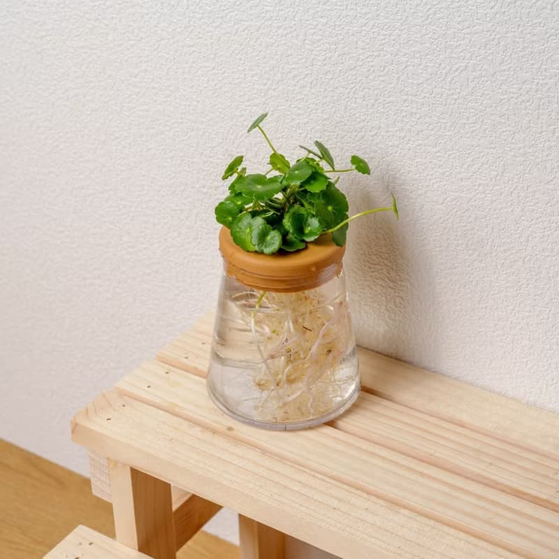 錢幣草 三角水耕盆栽 室內植物 觀葉植物 禮物 水培