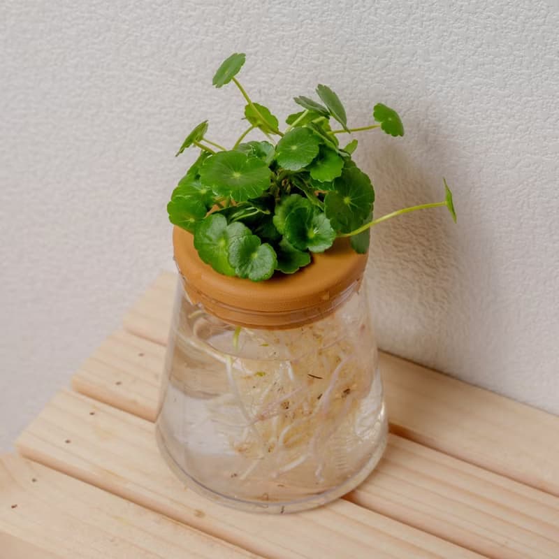 錢幣草 三角水耕盆栽 室內植物 觀葉植物 禮物 水培