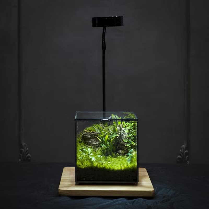 綠次元寶盒微景觀 | 辦公桌擺飾　懶人植栽好照護