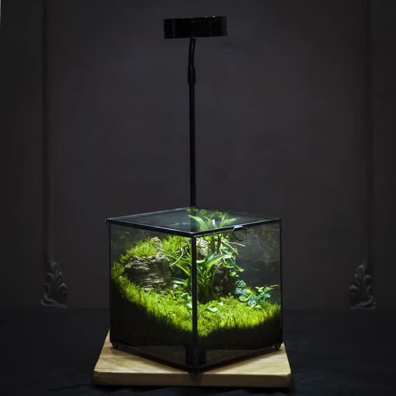 綠次元寶盒微景觀 | 辦公桌擺飾　懶人植栽好照護