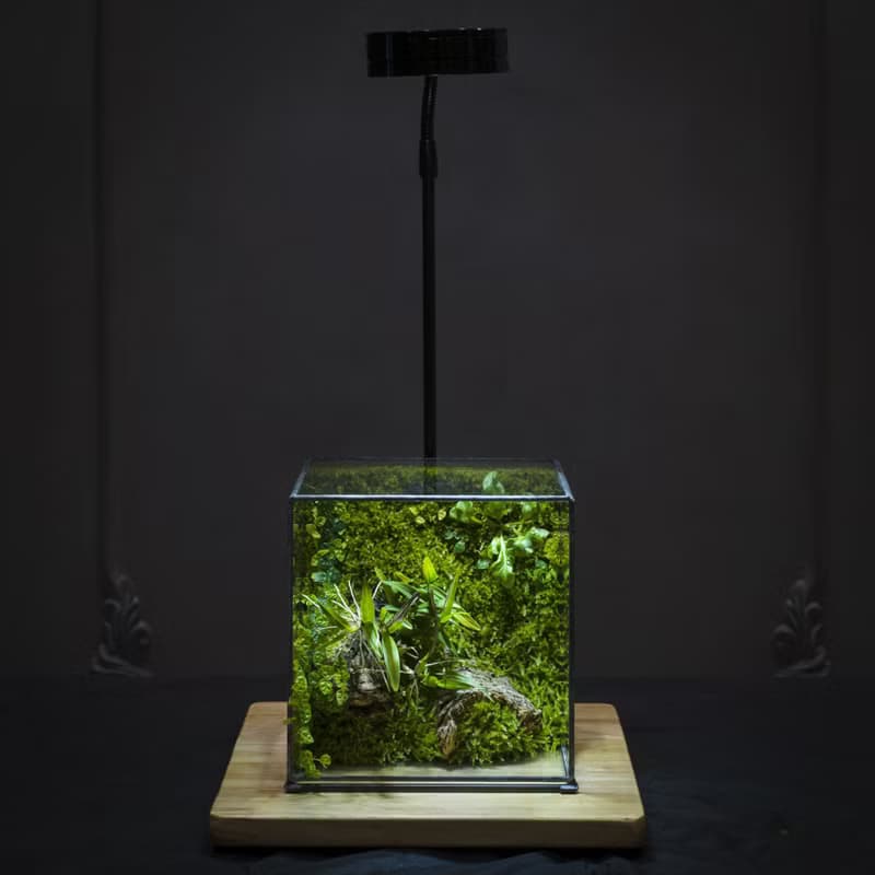 綠次元寶盒微景觀 | 辦公桌擺飾　懶人植栽好照護