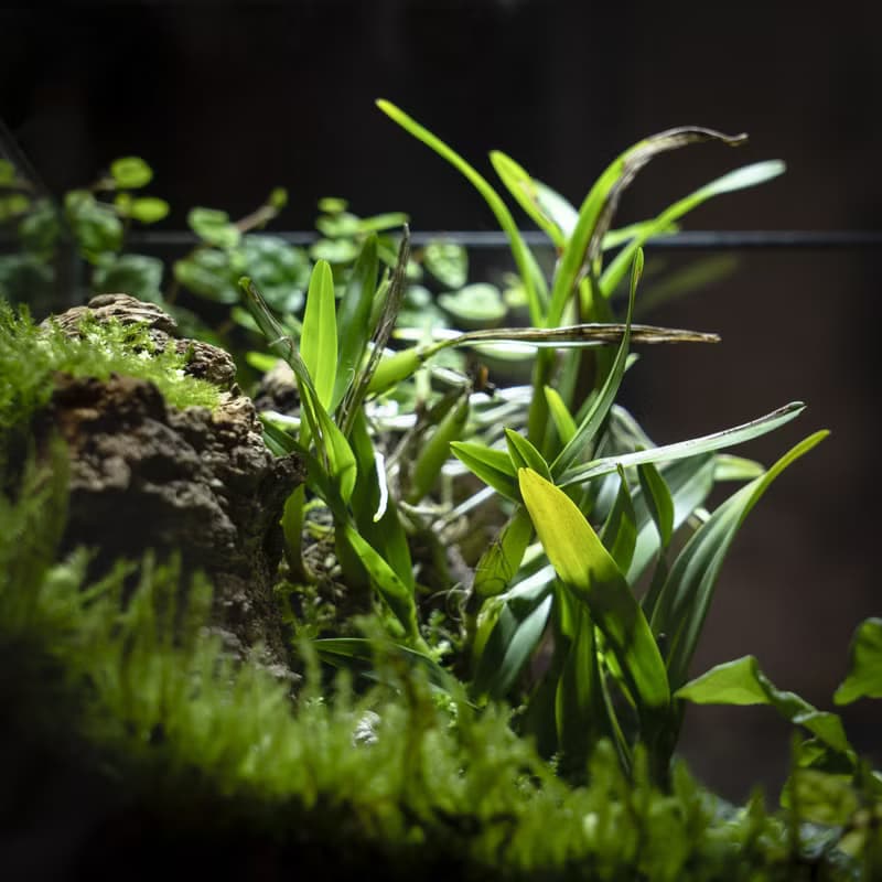 綠次元寶盒微景觀 | 辦公桌擺飾　懶人植栽好照護