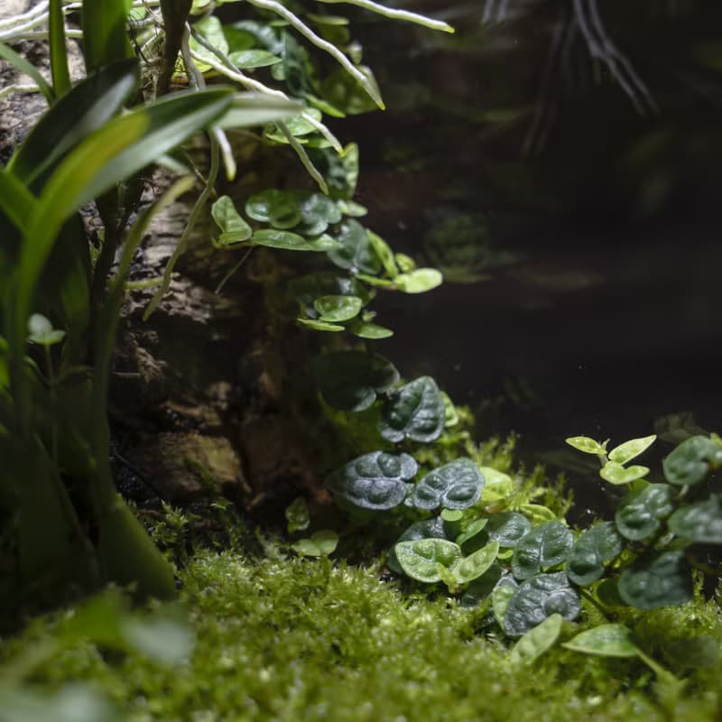 綠次元寶盒微景觀 | 辦公桌擺飾　懶人植栽好照護