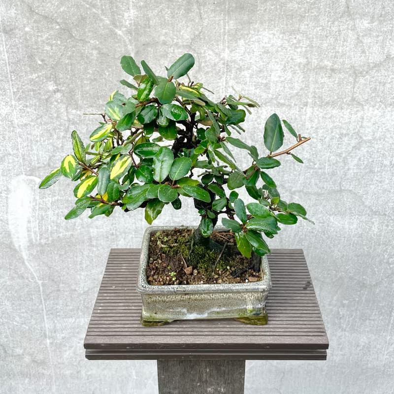 小品盆栽-日本斑葉茱萸 盆景