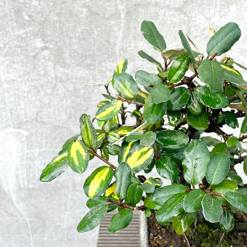小品盆栽-日本斑葉茱萸 盆景