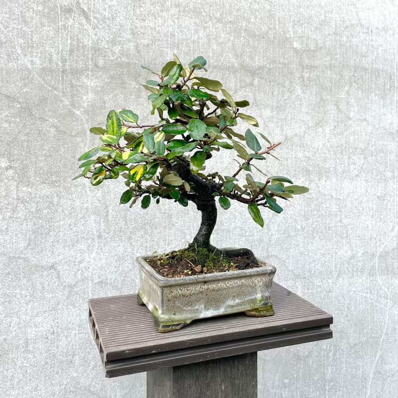 小品盆栽-日本斑葉茱萸 盆景
