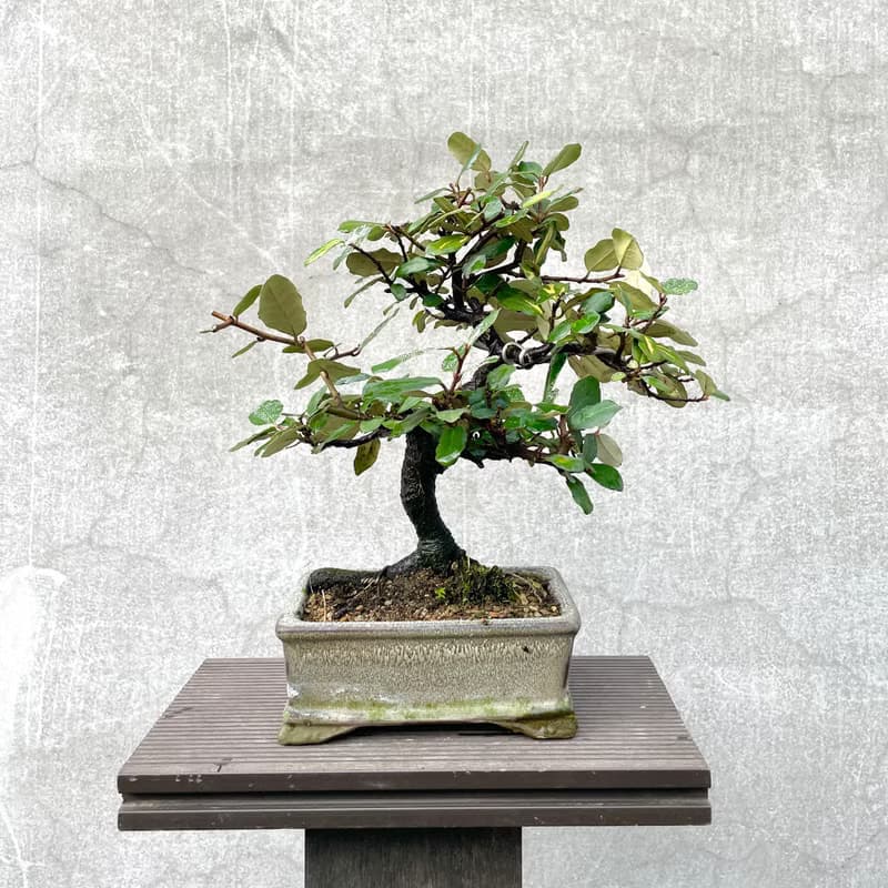 小品盆栽-日本斑葉茱萸 盆景