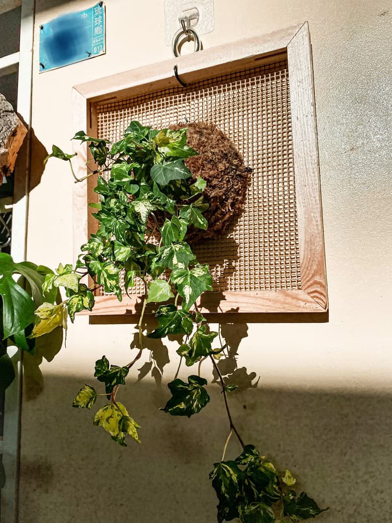 【常春藤畫框】 質感畫框/ 室內植栽/ 室內植物