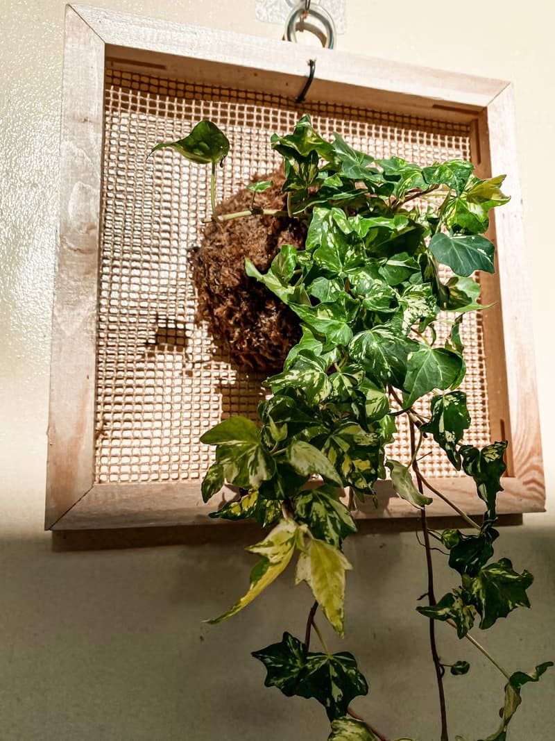 【常春藤畫框】 質感畫框/ 室內植栽/ 室內植物