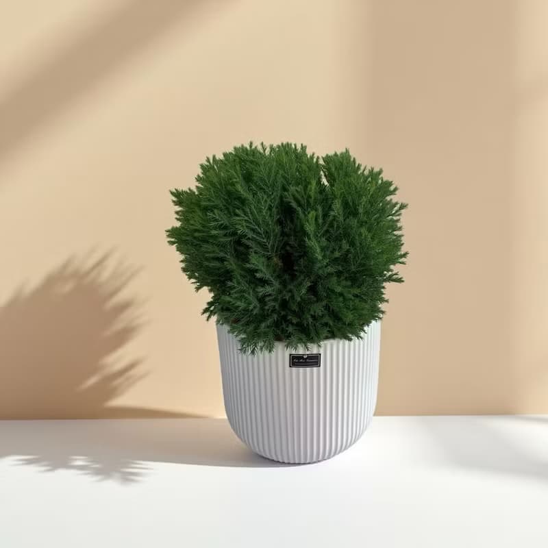 免運【庭園景觀】翠柏盆栽 四季耐旱易養 開幕新居喬遷送禮