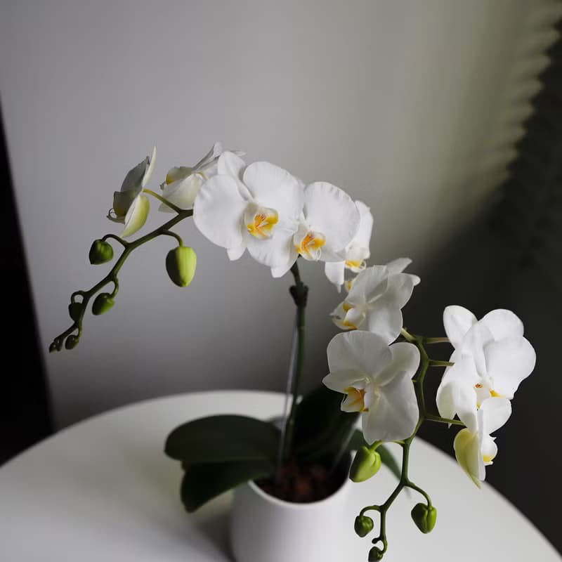 【蘭花盆栽】珍珠白蝴蝶蘭盆栽 開幕送禮 升遷送禮 過年送禮 喬遷