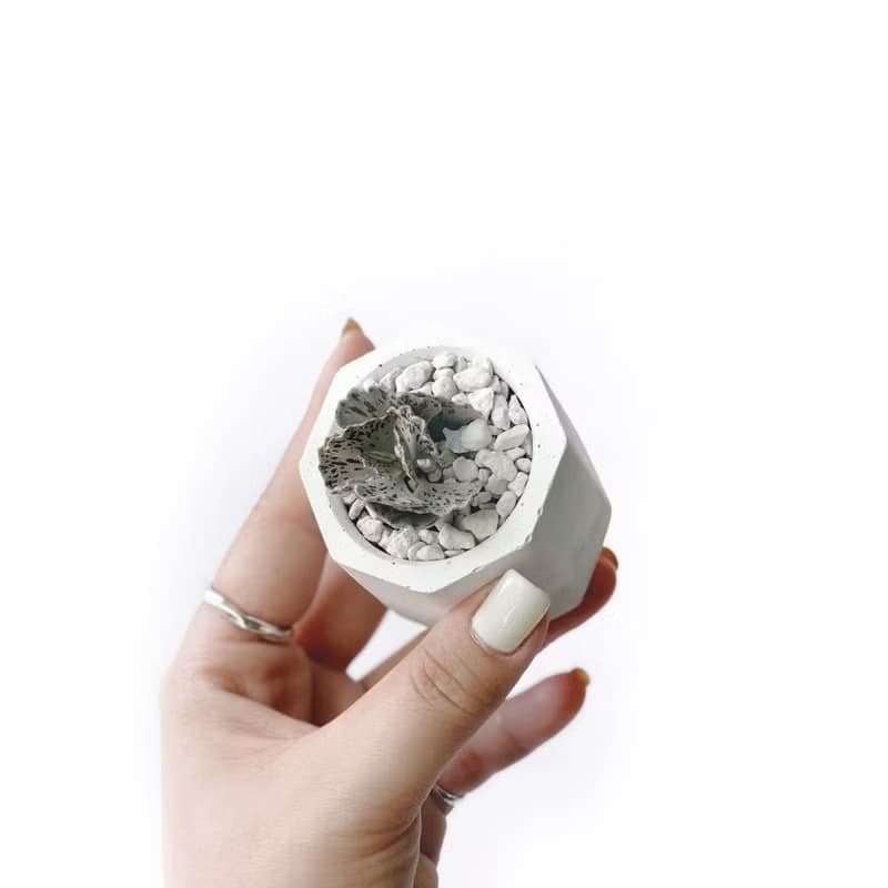 (現貨) 白灰漸層系列 | 雀扇 巧克力脆片 小八角形水泥多肉植栽