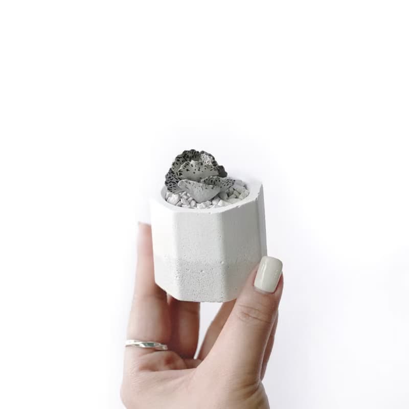(現貨) 白灰漸層系列 | 雀扇 巧克力脆片 小八角形水泥多肉植栽