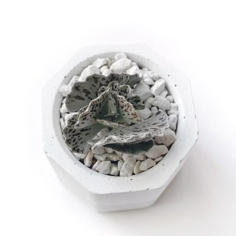 (現貨) 白灰漸層系列 | 雀扇 巧克力脆片 小八角形水泥多肉植栽