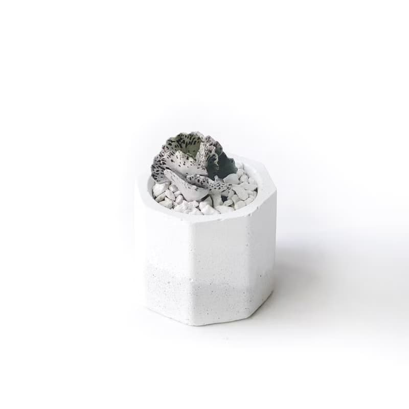 (現貨) 白灰漸層系列 | 雀扇 巧克力脆片 小八角形水泥多肉植栽