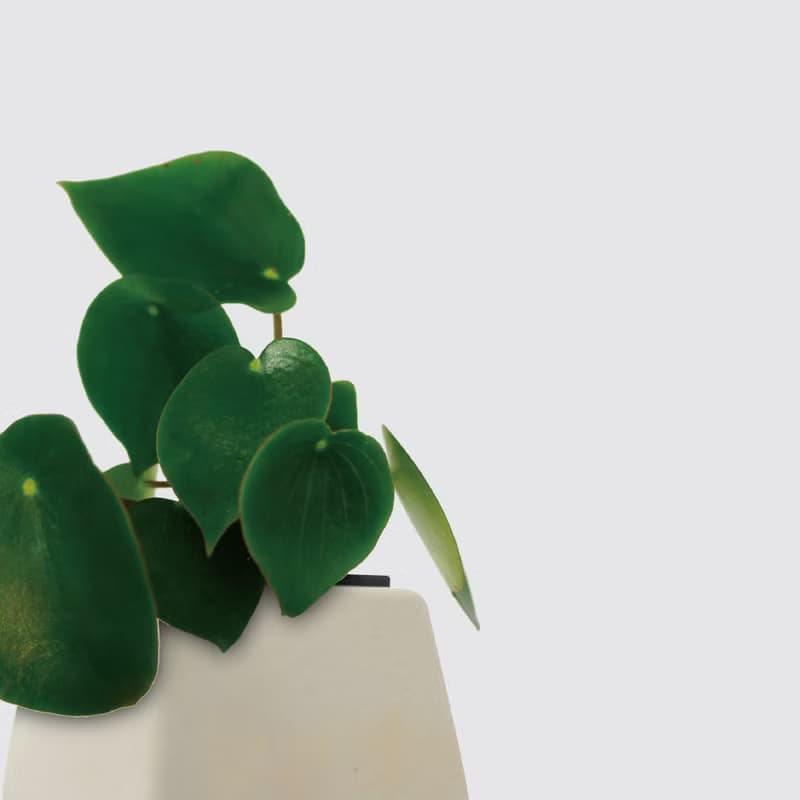 │ 方盆系列 │荷葉椒草 - 空氣淨化 水耕盆栽 陶瓷盆器