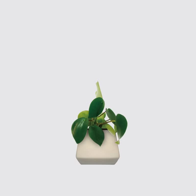 │ 方盆系列 │荷葉椒草 - 空氣淨化 水耕盆栽 陶瓷盆器