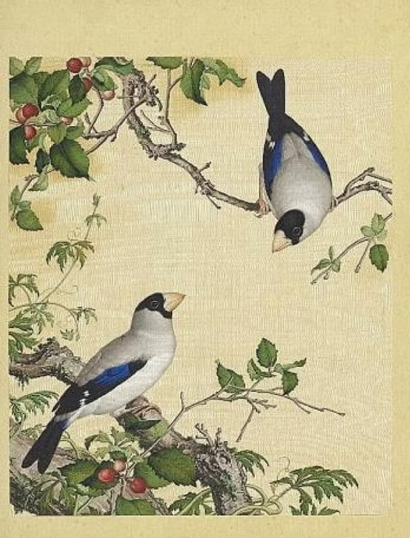 故宮授權 | 仙萼長春冊矽膠餐墊-櫻桃桑鳲 (清 郎世寧畫仙萼長春