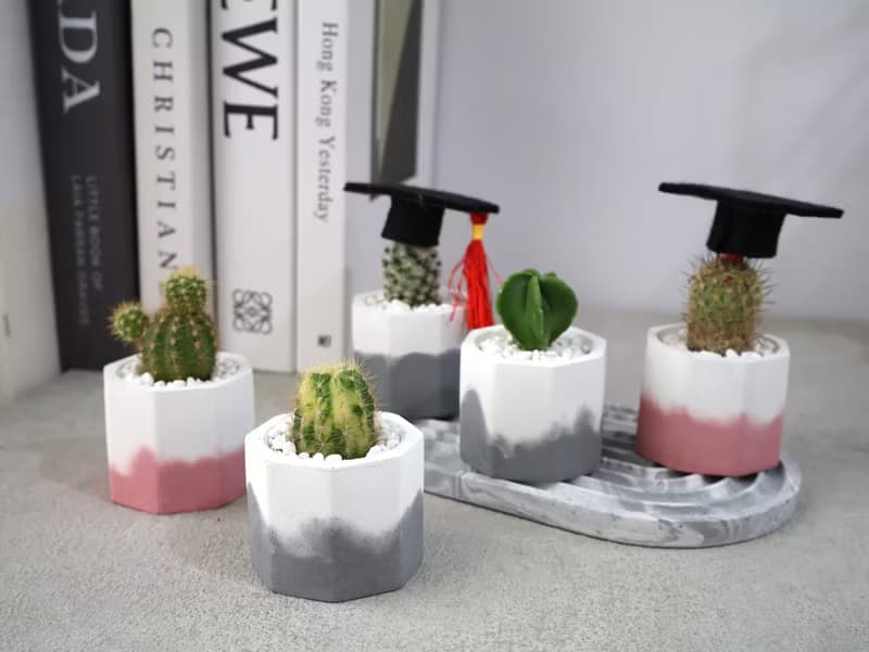 畢業版小八角水泥盆 / 多肉植物 / 仙人掌 畢業禮物