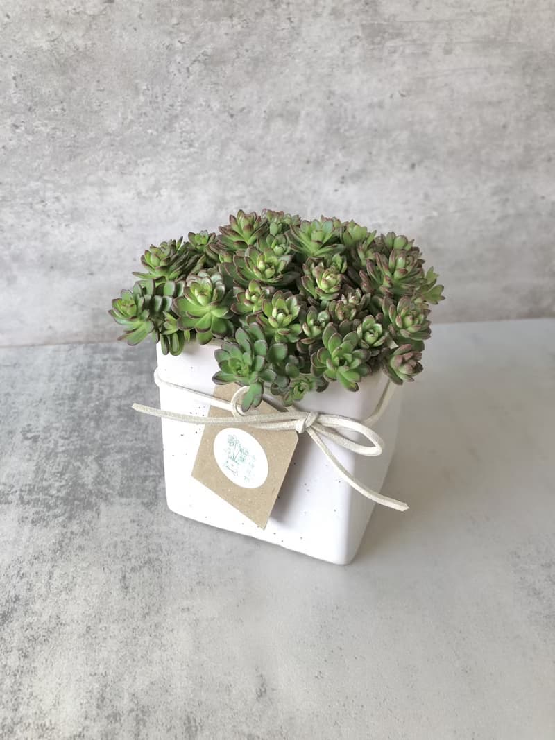 【竒植花物】萬年草室內觀賞植物 綠化盆栽植栽 多肉盆栽