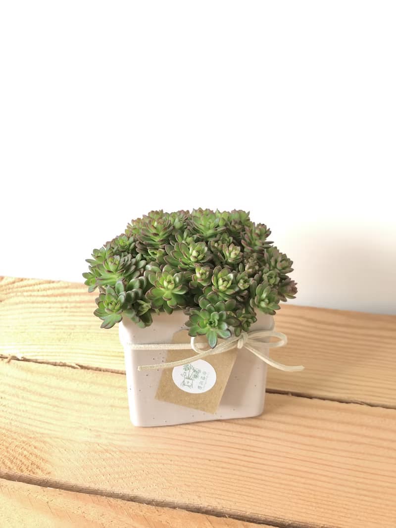 【竒植花物】萬年草室內觀賞植物 綠化盆栽植栽 多肉盆栽