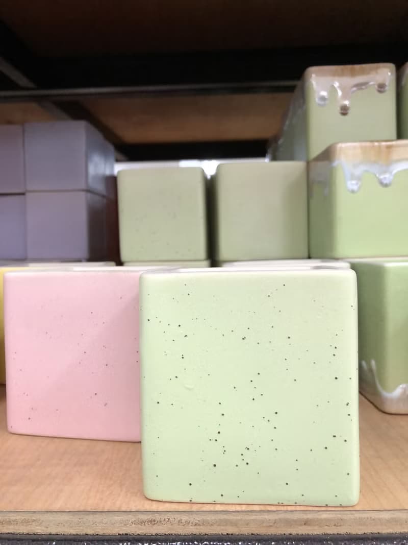 【竒植花物】萬年草室內觀賞植物 綠化盆栽植栽 多肉盆栽