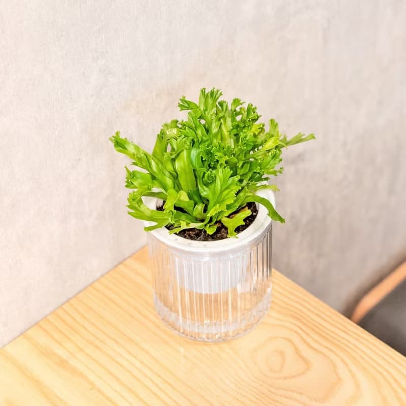 鹿角山蘇 免澆水盆栽 室內植物 觀葉植物  禮物 辦公室小物
