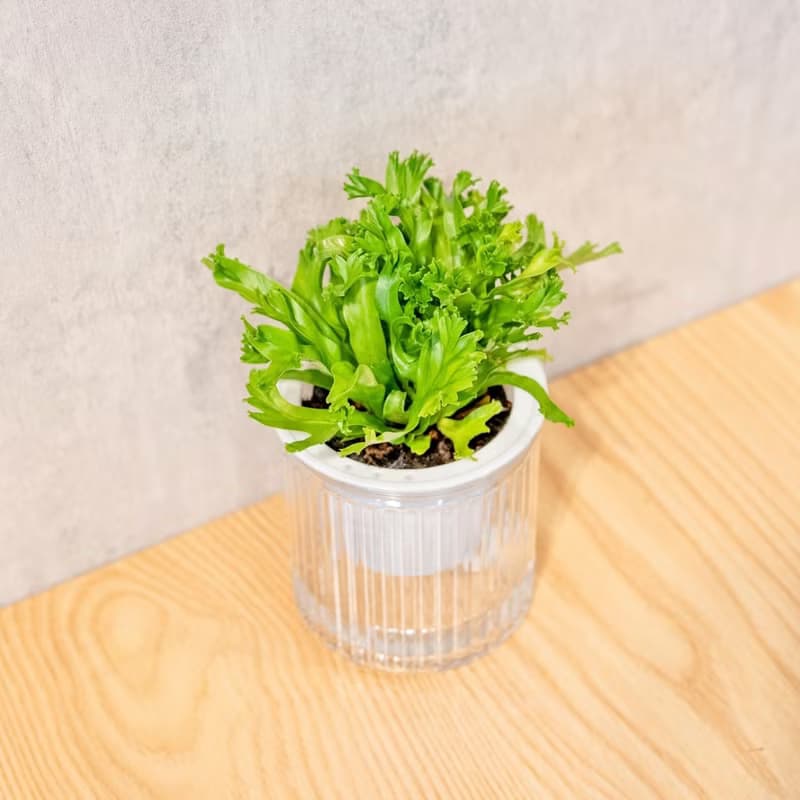 鹿角山蘇 免澆水盆栽 室內植物 觀葉植物  禮物 辦公室小物