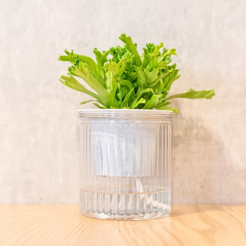 鹿角山蘇 免澆水盆栽 室內植物 觀葉植物  禮物 辦公室小物