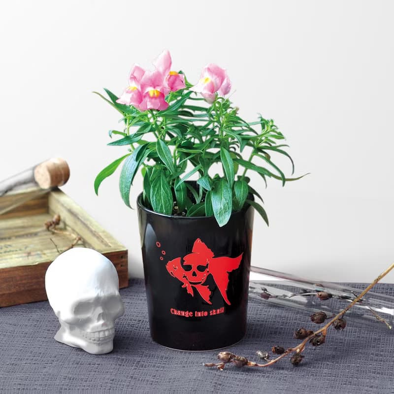 【萬聖節限定】Change into Skull 骷髏花栽培套組 / 金魚草