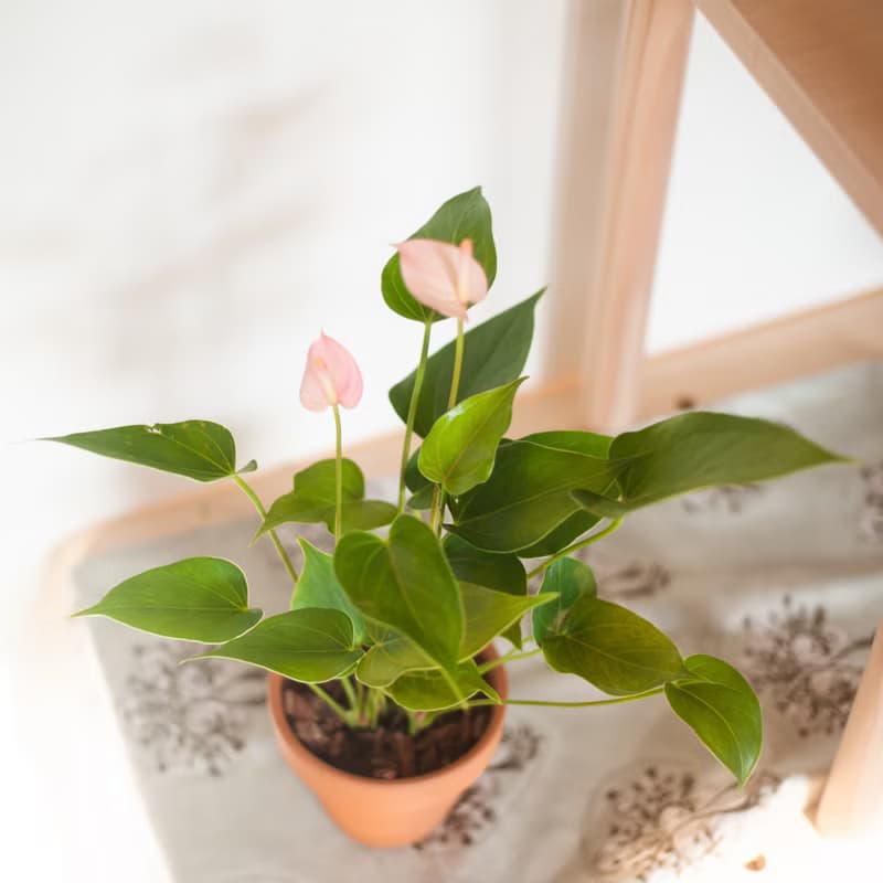 【居家植栽】迷你火鶴盆栽 | 耐陰植栽 | 送禮 | 辦公室盆栽