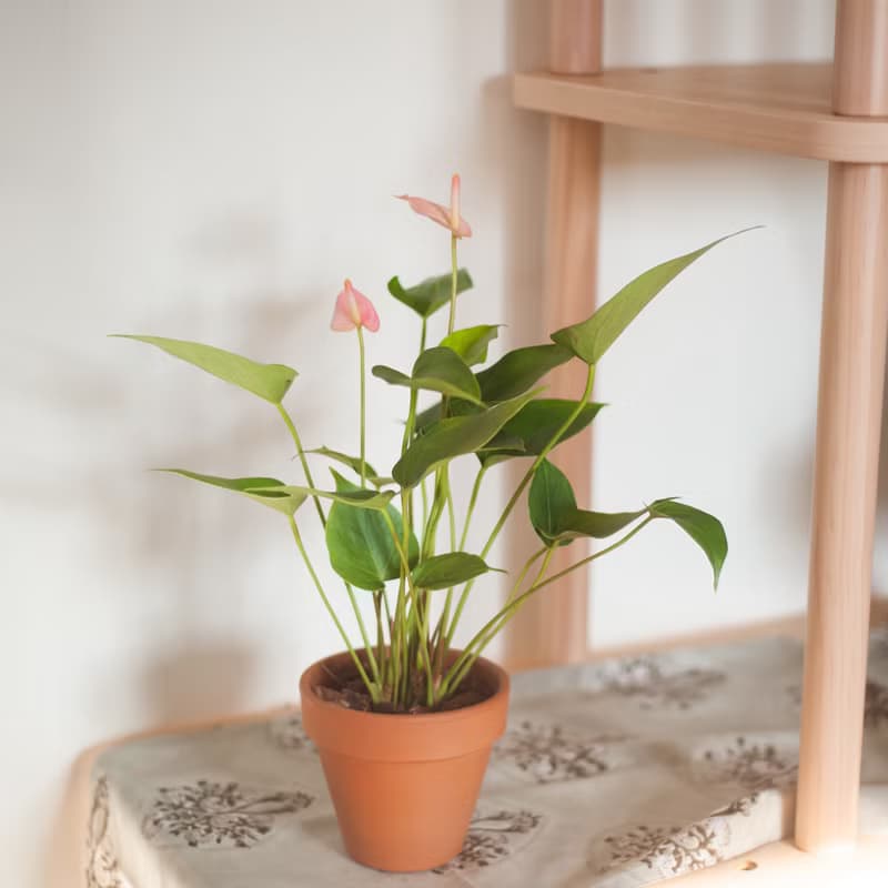 【居家植栽】迷你火鶴盆栽 | 耐陰植栽 | 送禮 | 辦公室盆栽