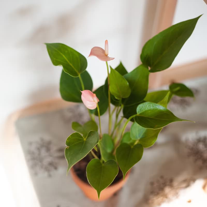 【居家植栽】迷你火鶴盆栽 | 耐陰植栽 | 送禮 | 辦公室盆栽