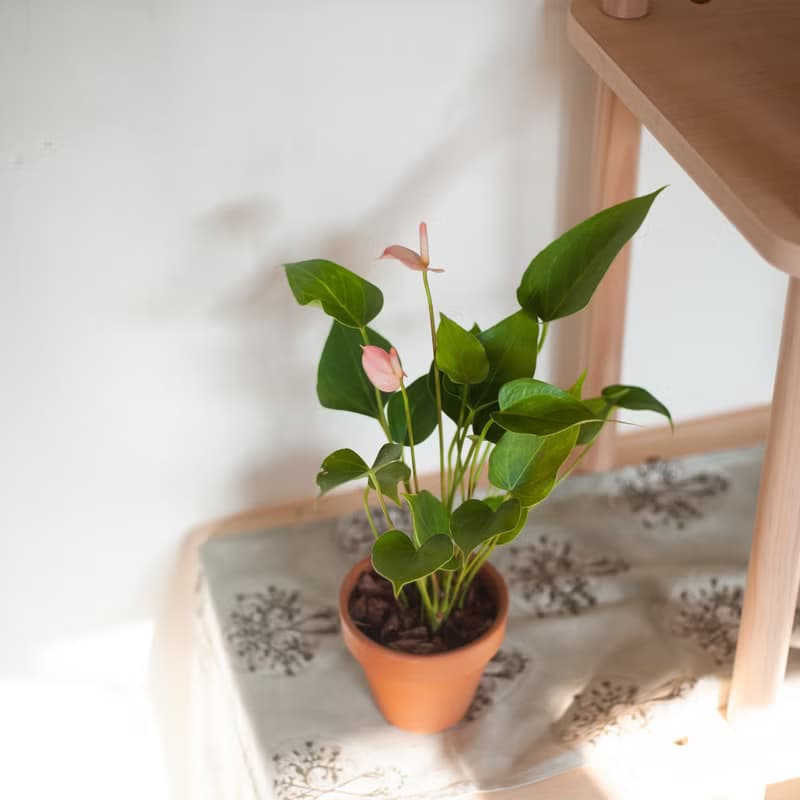 【居家植栽】迷你火鶴盆栽 | 耐陰植栽 | 送禮 | 辦公室盆栽