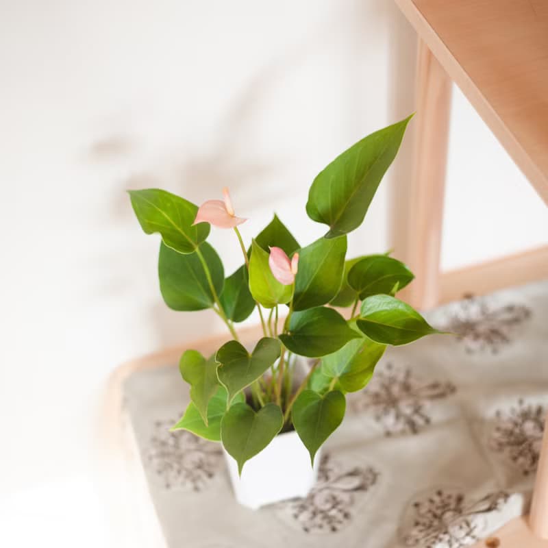【居家植栽】迷你火鶴盆栽 | 耐陰植栽 | 送禮 | 辦公室盆栽