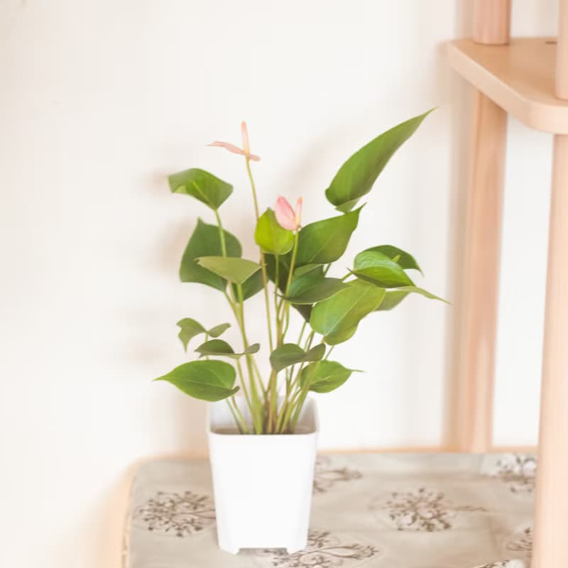 【居家植栽】迷你火鶴盆栽 | 耐陰植栽 | 送禮 | 辦公室盆栽