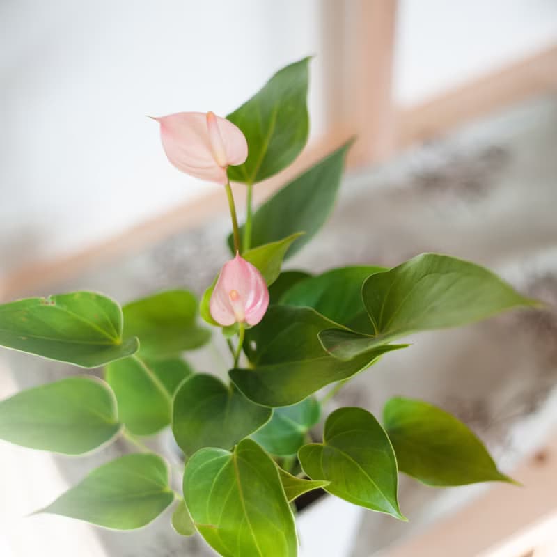 【居家植栽】迷你火鶴盆栽 | 耐陰植栽 | 送禮 | 辦公室盆栽