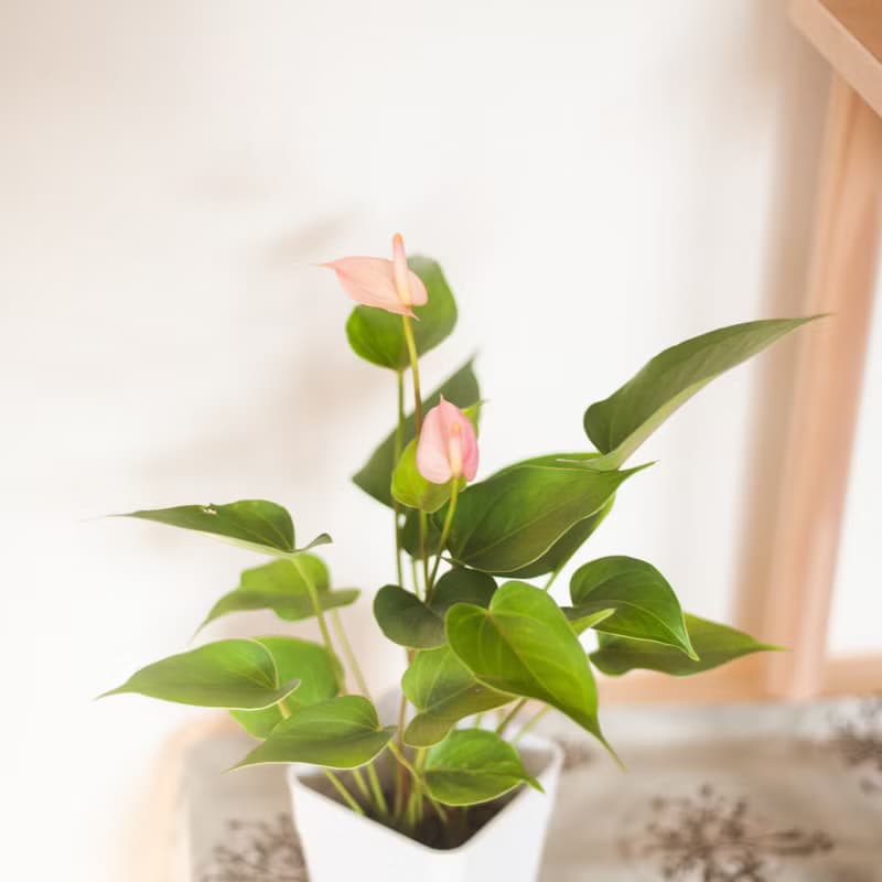 【居家植栽】迷你火鶴盆栽 | 耐陰植栽 | 送禮 | 辦公室盆栽