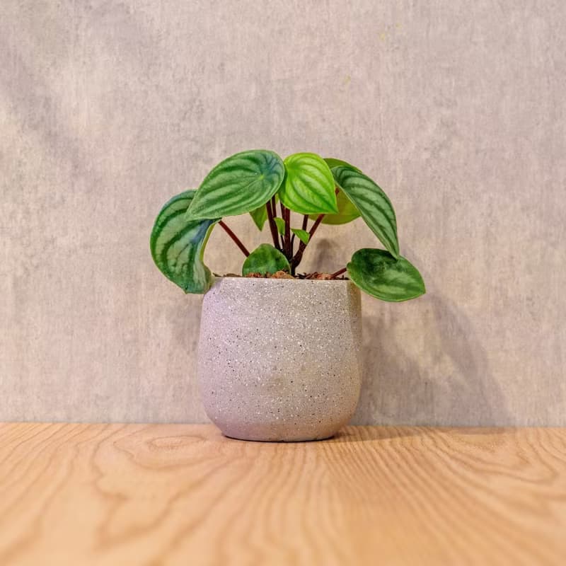 西瓜皮椒草 桌上型水泥盆栽 觀葉植物 禮物 盆栽 交換禮物 植物