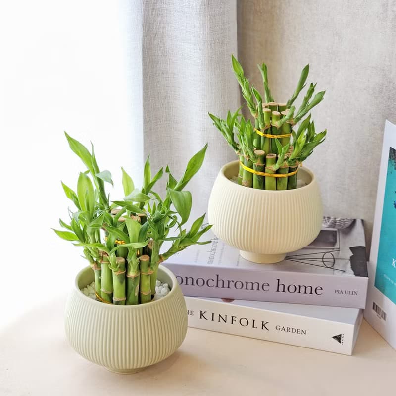 PD53開運竹盆栽 / 萬年青 萬年竹 新年好運盆栽