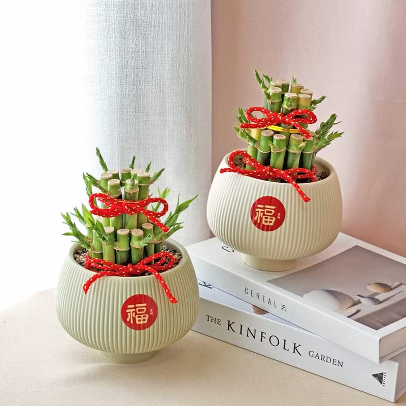 PD53開運竹盆栽 / 萬年青 萬年竹 新年好運盆栽