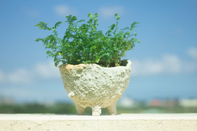 白巧克力奶油獸 盆器 植栽 花器 手作陶藝 獨一無二 禮物 送禮