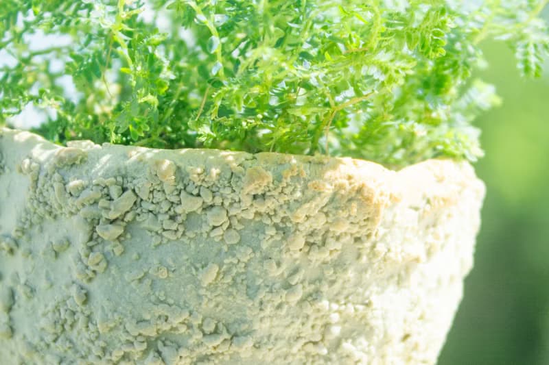 白巧克力奶油獸 盆器 植栽 花器 手作陶藝 獨一無二 禮物 送禮
