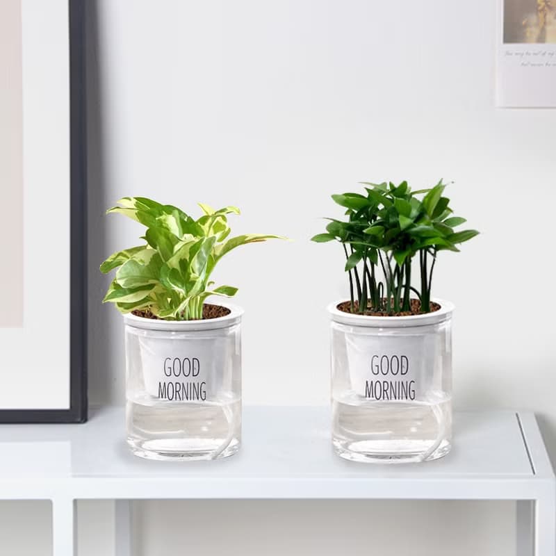 植栽 室內盆栽 竹柏 日本艾草 懶人盆栽