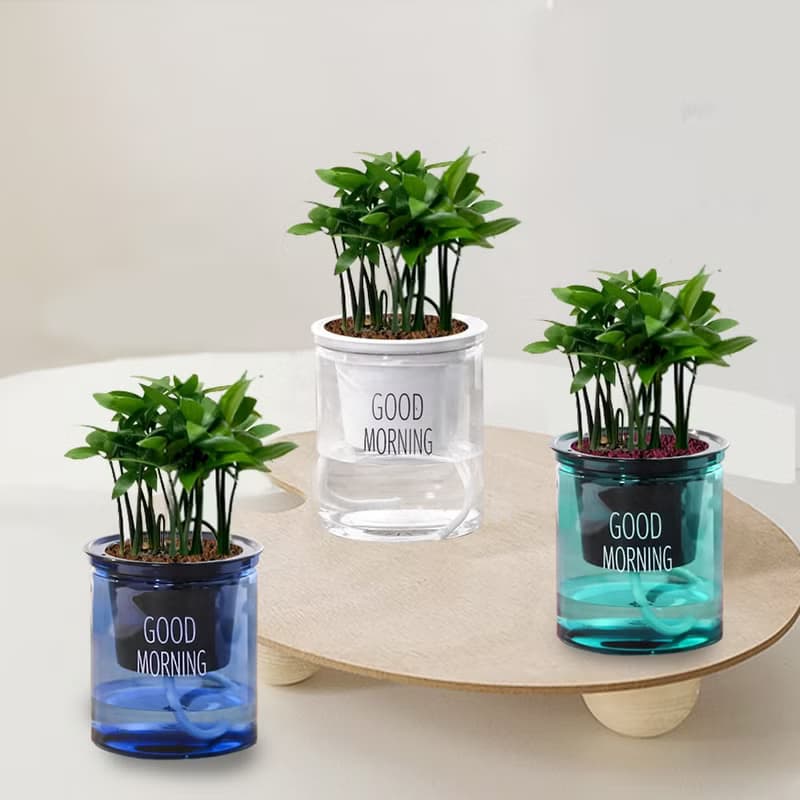 植栽 室內盆栽 竹柏 日本艾草 懶人盆栽