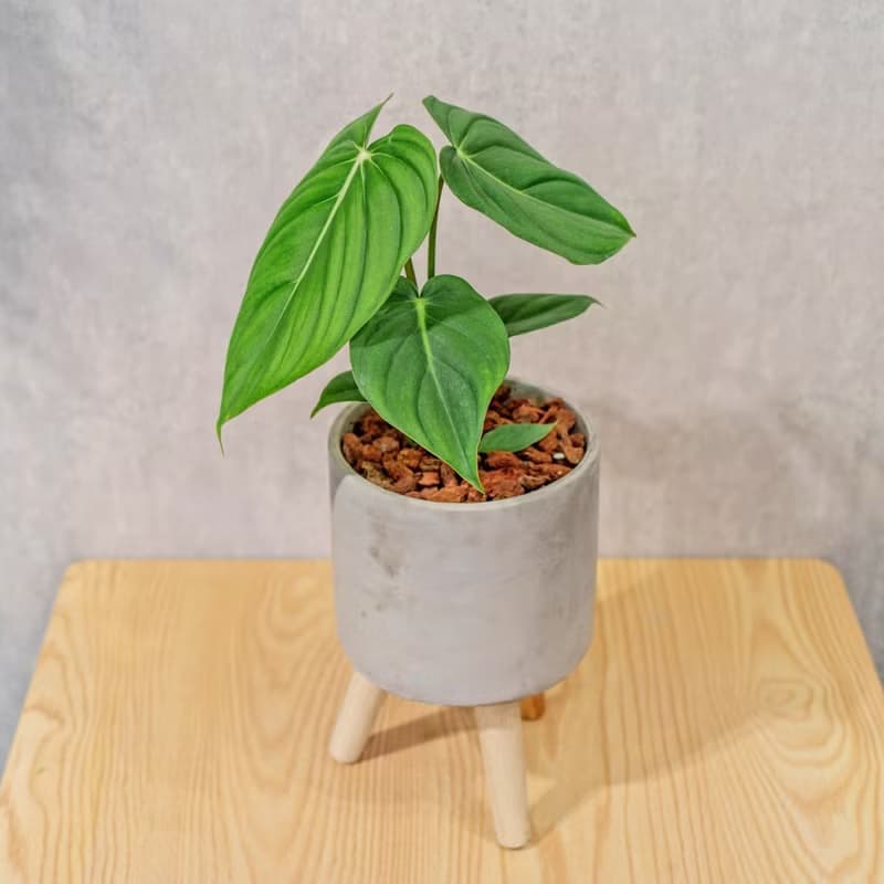 大麥克蔓綠絨 水泥盆栽 落地盆栽 小高木腳水泥盆栽 開幕送禮